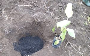 QwikGro being applied at the bottom of the planting hole.