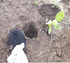 Preparation of the planting hole for banana saplings.