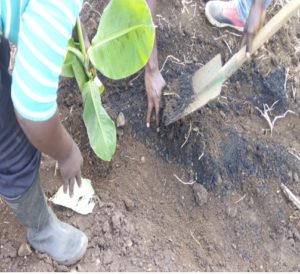 QwikGro mixed with topsoil being applied on the surface to hold the saplings.