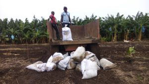 Personnel at the banana plantation.