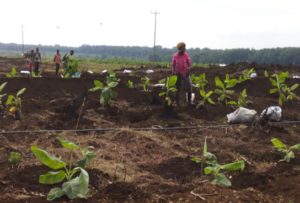 Personnel at the banana plantation.