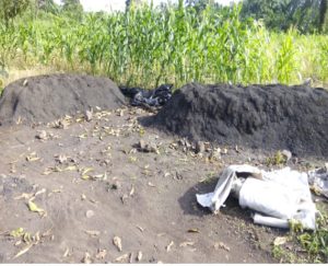 QwikGro made from biomass and minerals ready for bagging. Notice the greener corn in the foreground that received the QwikGro application.