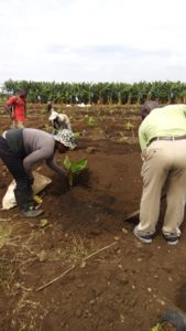 Personnel at the banana plantation.