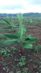 Bananas planted with QwikGro - one month after planting.