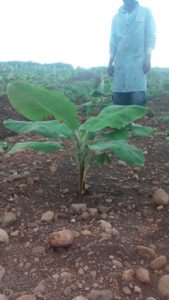 Bananas planted with QwikGro - one month after planting.