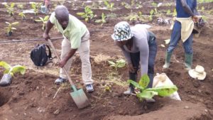 Preparing the plantings for the banana plantation experiment - Dr. Nzengung and a co-worker.