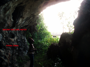 Fossil sea level notch at Discovery Bay, Jamaica, photographed by T. J. Goreau. 