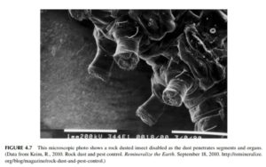 Microscopic image of rock dust affecting an insect