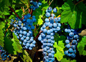 Grapes from Potter's Settlement