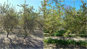 Comparison of almonds grown conventionally and using PNTI fertilizer. More growth with PNTI.