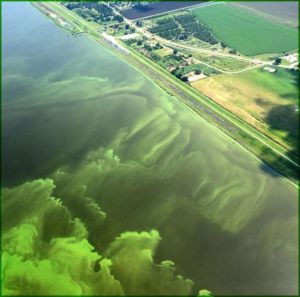 Aerial photo of algae off coast due to nitrogen run-off causing eutrophication