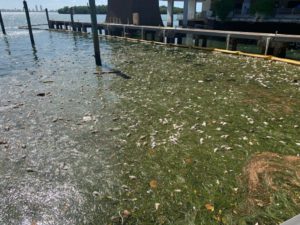 Dead fish in a harbor.