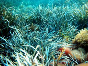 Sea grass growing underwater.