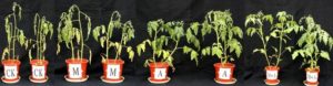 Potted tomato plants, labelled for a study, showing less wilting with remineralization