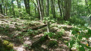 Photo of terraced beds of crops in a forest