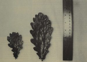 Small, pathetic oak leaf on the left, big, robust oak leaf on the right