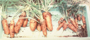 Two groups of carrots, one group with absurdly fat carrots, the other group with thin, sad carrots