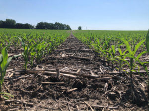 Picture of a cornfield