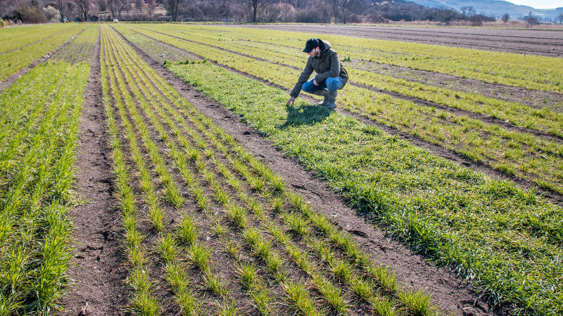 Man kneeling in field growing plants using rock dust as a sustainable amendment