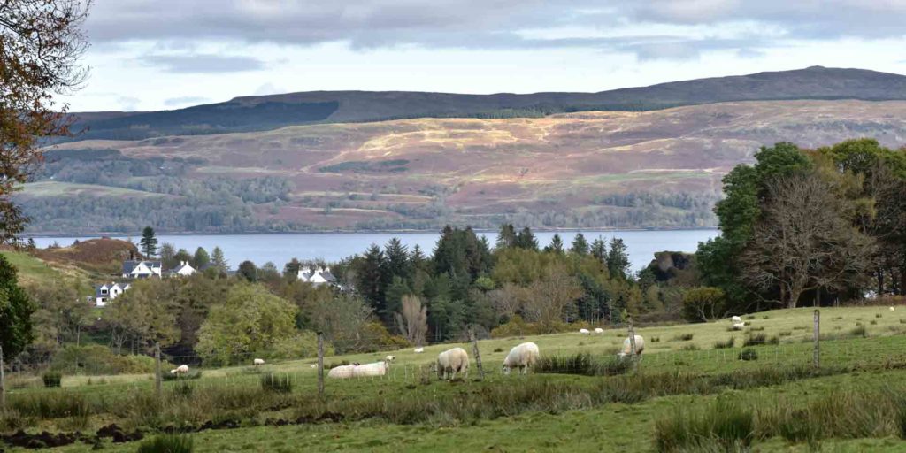 Sheep grazing on a hillside on the Glenaros Estate