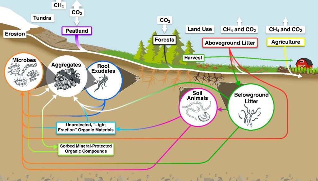 Diagram of carbon processes, showing carbon from the air entering forests and plants, then into organisms in the soild