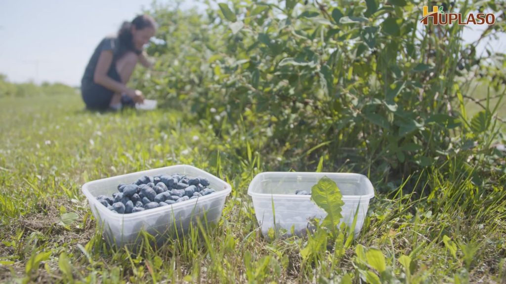 containers of blueberries on ground with someone in background picking more blueberries