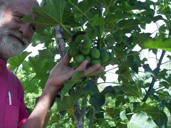 Jatropha1YrOldFruit