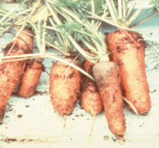 carrot-competition.jpg