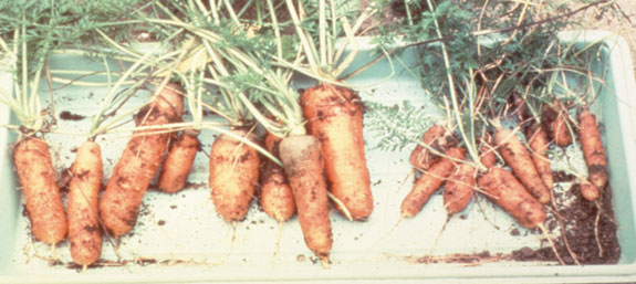 carrots-dh