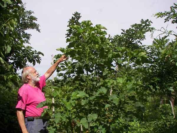 jatropha1yrold2