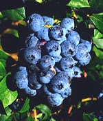 nutrient-density-blueberry