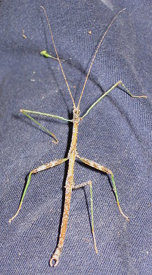 walkingstick.jpg walkingstick.jpg